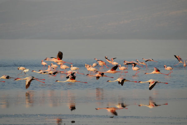Flamingos Lake Natron