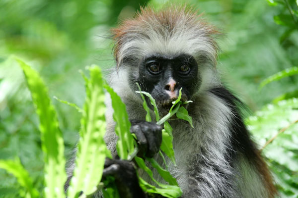 Jozani Forest Zanzibar