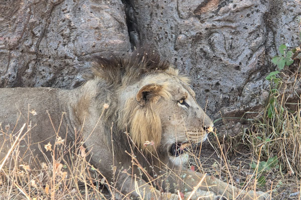 Lion under a Baobab