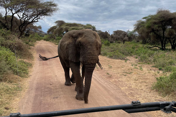 Manyara's gentle giants