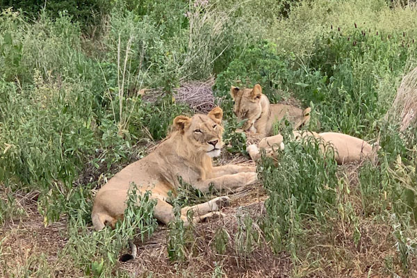 Ruaha4