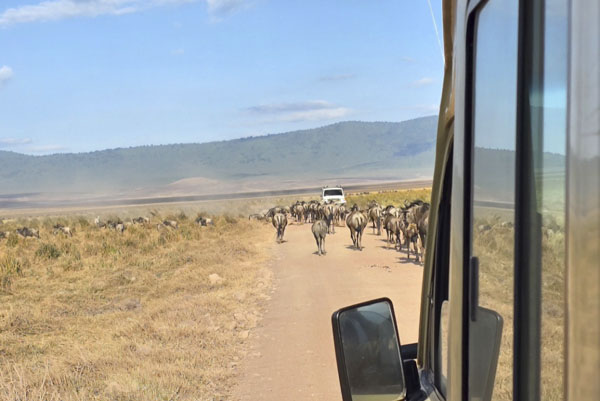 Leo Safari 2