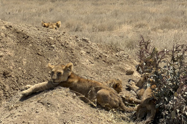 Leo Safari11