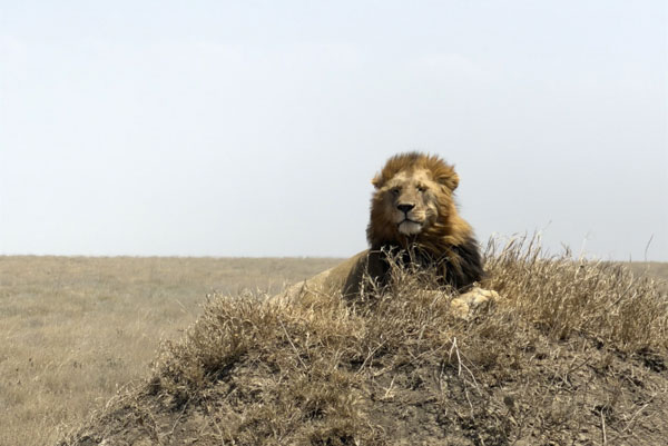 Leo safari10